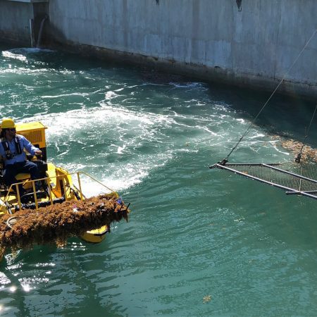 Sargassum Removal(1)