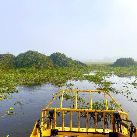 Water hyacinth removal
