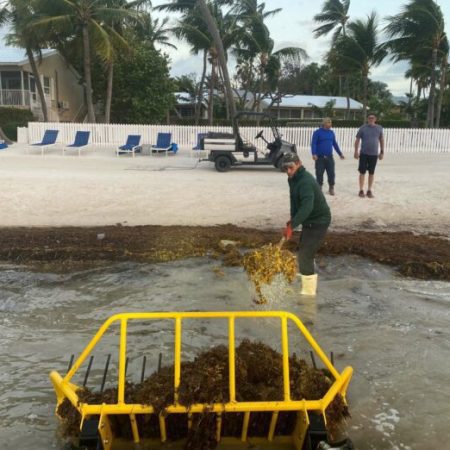 Weedooboats - aquatic tractor sargassum removal