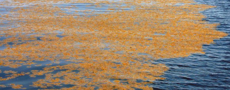 Weedoo - Science Sargassum