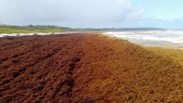 Weedoo - Science Sargassum