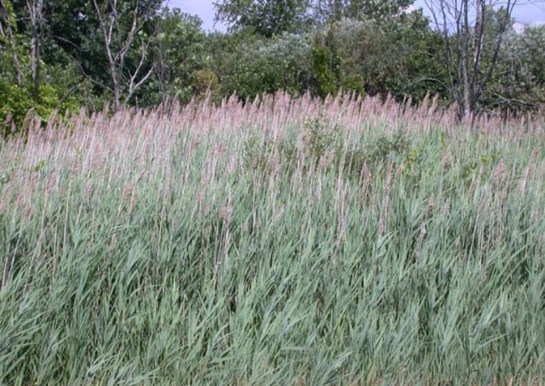 Weedoo - Science Phragmites Australis