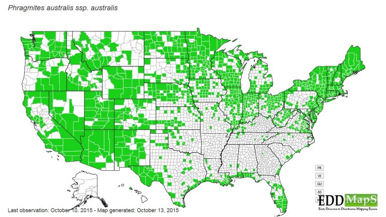 Weedoo - Science Phragmites Australis