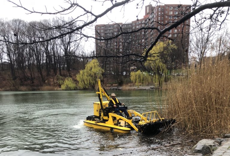 Weedoo - Science Phragmites Australis