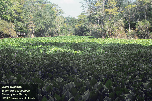 Weedoo - Science Water Hyacinth