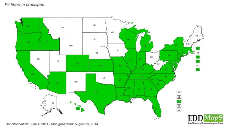 Weedoo - Science Water Hyacinth