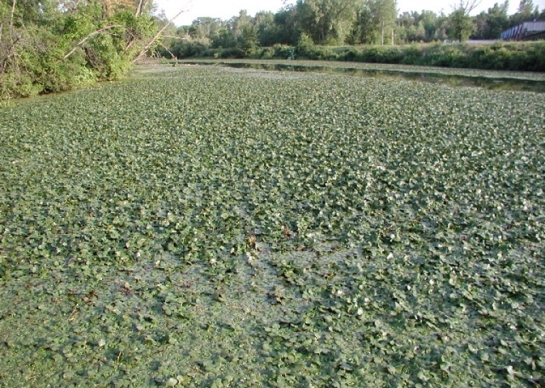 Weedoo - Science Water Chestnut