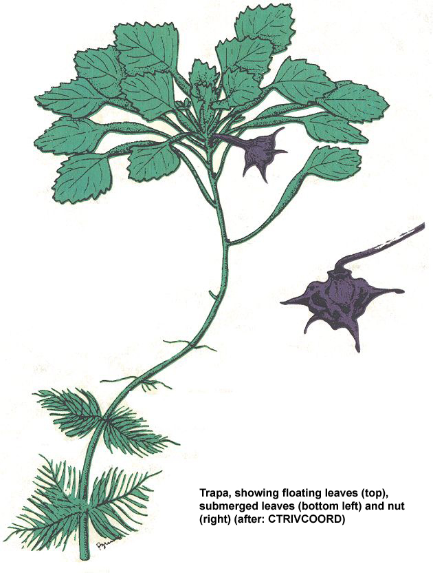 Weedoo - Science Water Chestnut