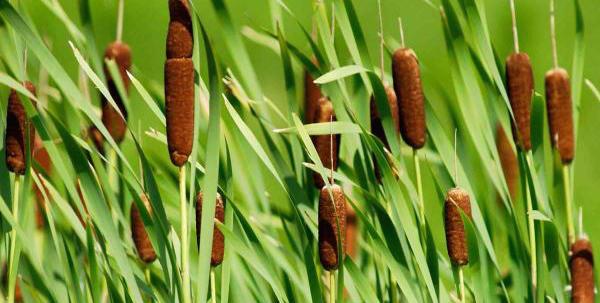 Weedoo - Science Cattails