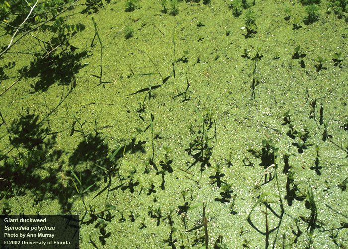 Weedoo - Science Duckweed