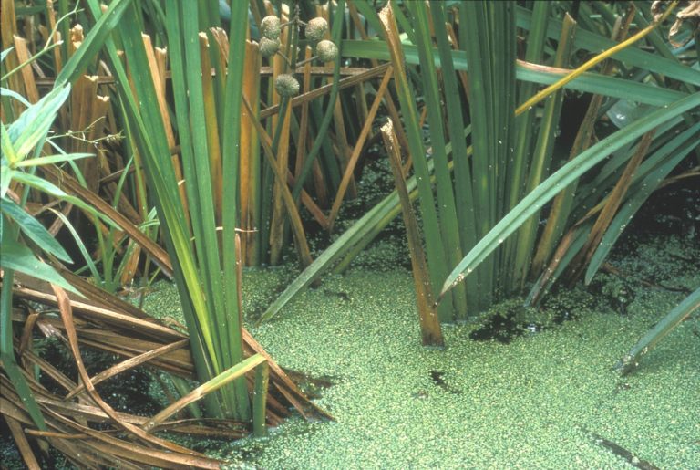 Weedoo - Science Duckweed