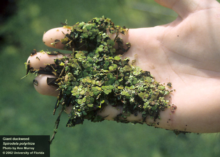 Weedoo - Science Duckweed