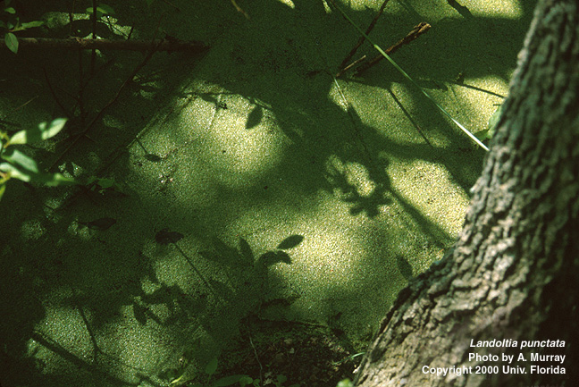 Weedoo - Science Duckweed
