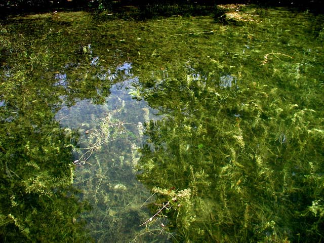 Weedoo - Science Eurasian Watermilfoil