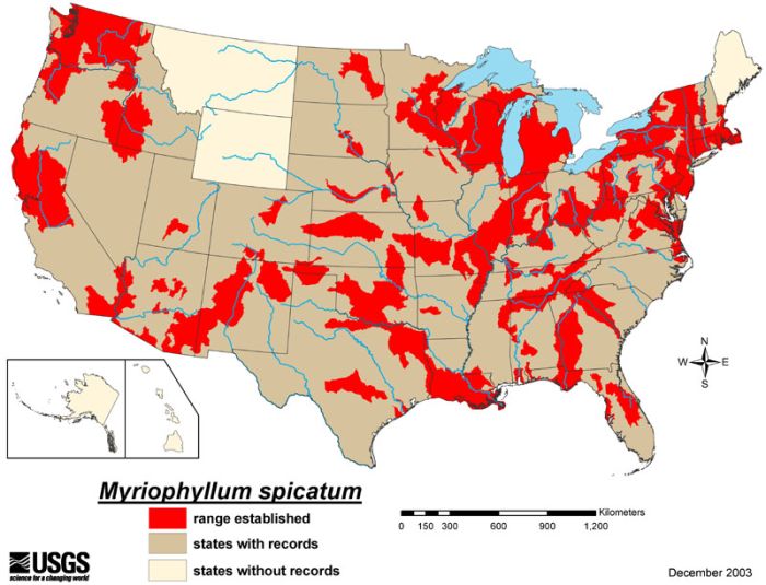 Weedoo - Science Eurasian Watermilfoil