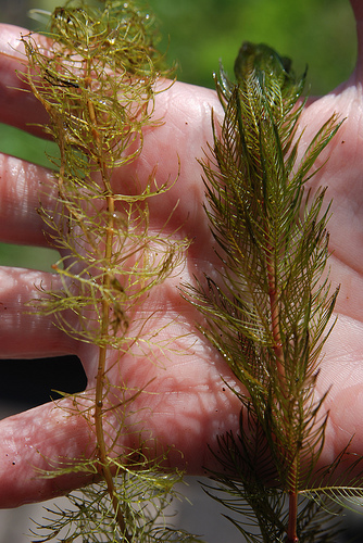 Weedoo - Science Eurasian Watermilfoil