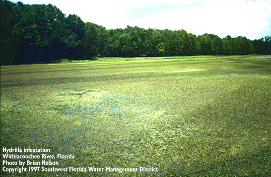 Weedoo - Science Hydrilla