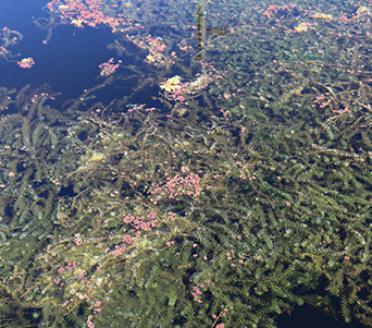 Weedooboats - Science Hydrilla