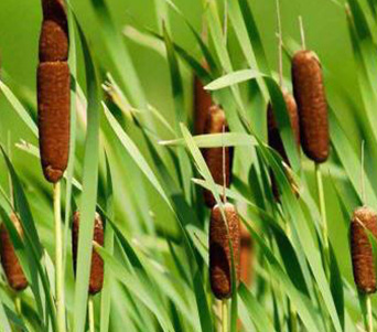 Weedooboats - Science Cattails