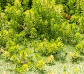 Weedooboats - Science Watermilfoil