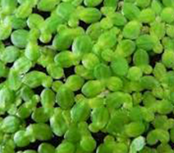 Weedooboats - Science Duckweed