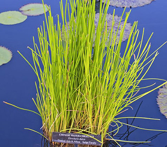 Weedooboats - Science Chinese water chestnut