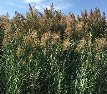 Weedooboats - Science Common reed