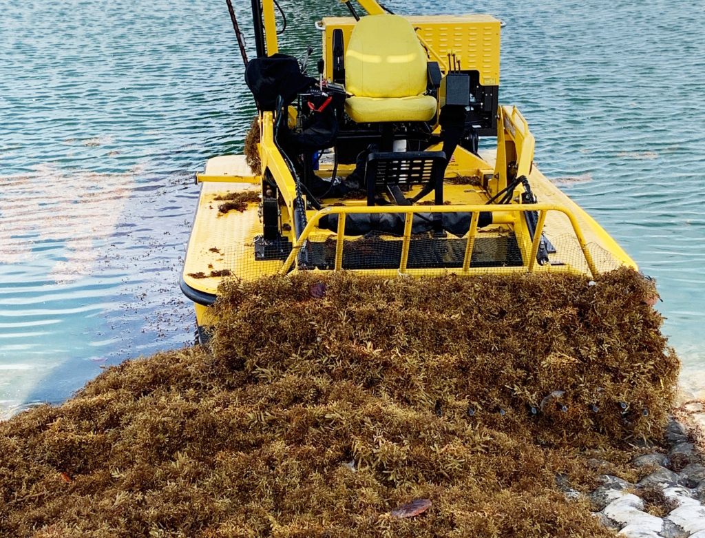sargassum removal
