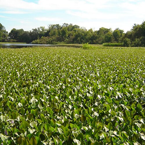 Weedooboats - Technology and Improved Efficacy of hydrilla weed control