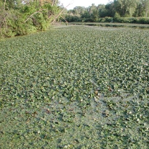 Weedooboats - lake weed and muck removal