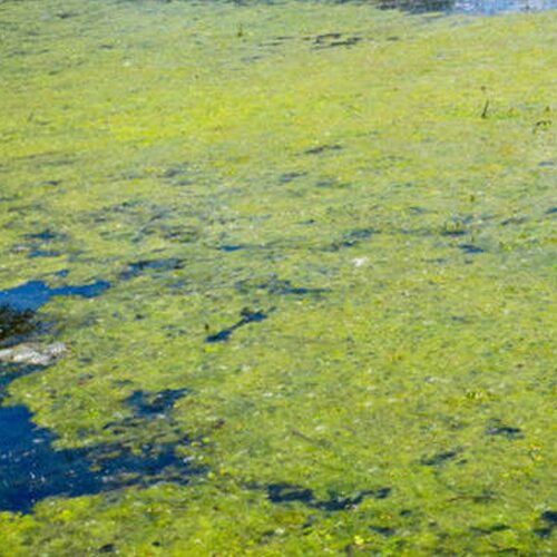 Weedooboats - muck removal Phosphorus Removal